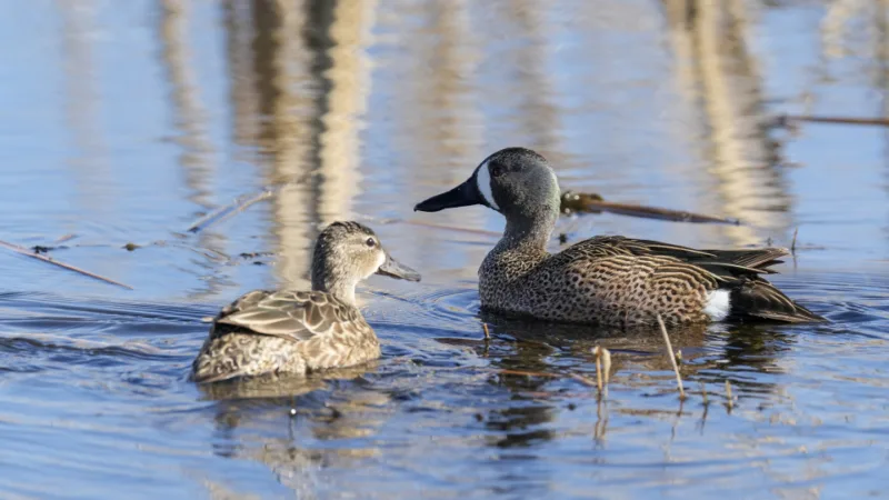 2026 ND waterfowl fall flight